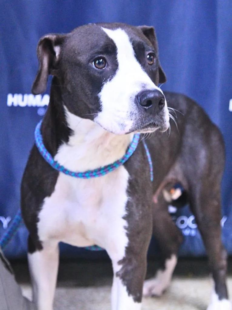 A young large-sized female Pit Bull Terrier dog named Bailey for adoption in Utica, MI