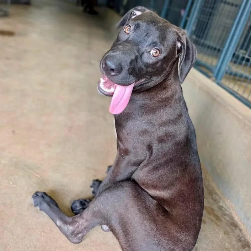 A young medium-sized male Black Labrador Retriever dog named Draco for adoption in Brewton, AL