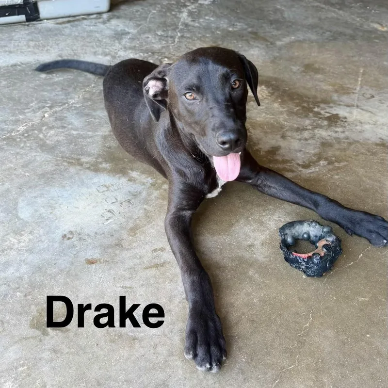 Draco thumbnail 3