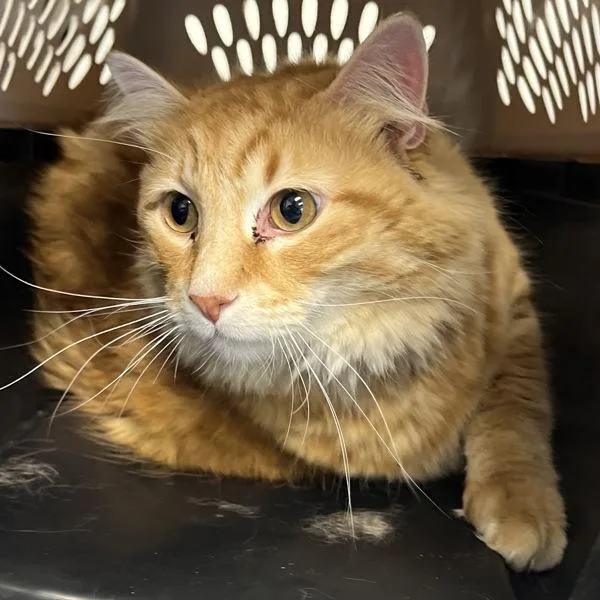 An adult extra large-sized male Domestic Medium Hair cat named Chonkzilla for adoption in Des Moines, IA