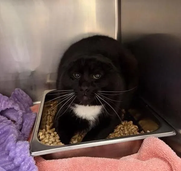 An adult large-sized male Domestic Short Hair cat named Avocado for adoption in Great Falls, MT