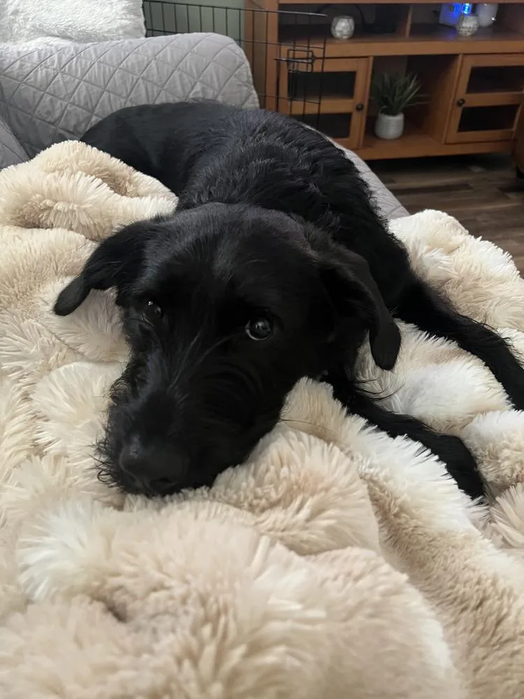 A young medium-sized male Tricolor (Brown, Black, & White) Labrador Retriever dog named Bow Wow Bunch : for adoption in Aurora, IN