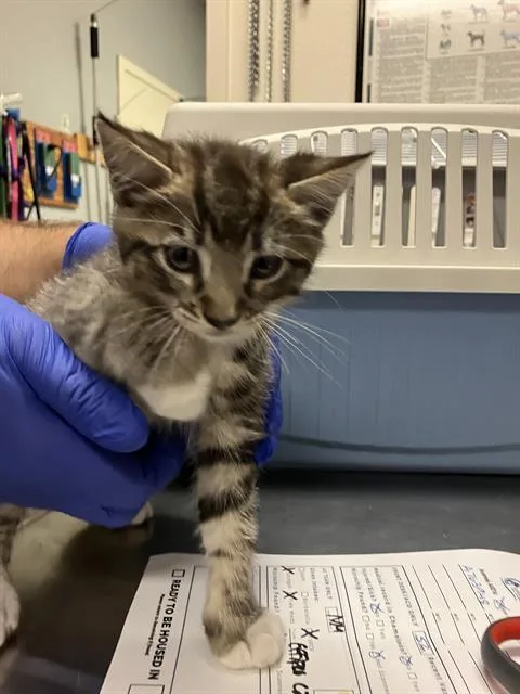 A baby small-sized male Domestic Short Hair cat named Diego for adoption in Long Beach, CA