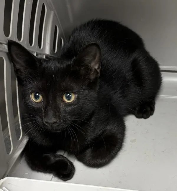 A young small-sized male Domestic Short Hair cat named Nf Kylo for adoption in Lawrenceville, GA