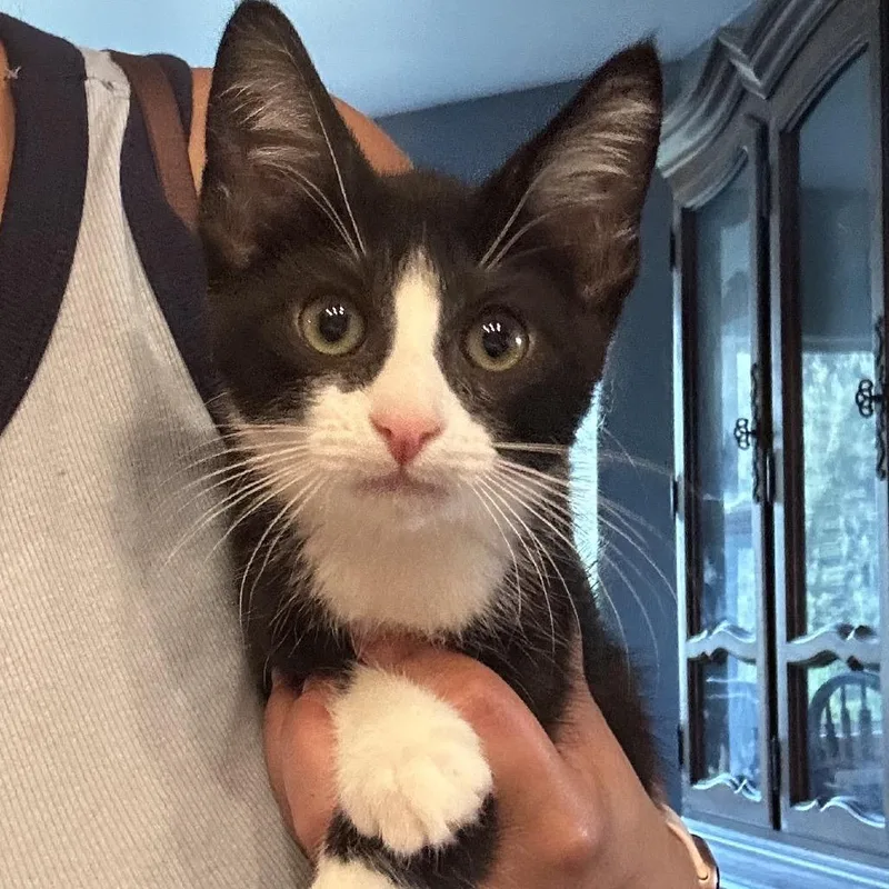 A baby small-sized male Black Domestic Short Hair cat named LLRFStray for adoption in Calimesa, CA