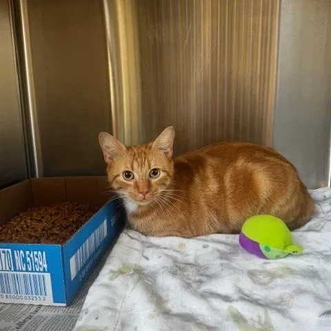 An adult medium-sized female Tabby (Orange / Red) Domestic Short Hair cat named Maui for adoption in Clayton, GA