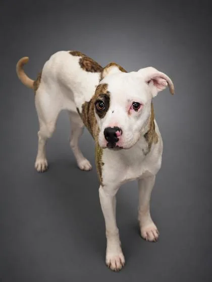 An adult medium-sized female Pit Bull Terrier dog named Strawberry for adoption in Bowling Green, KY