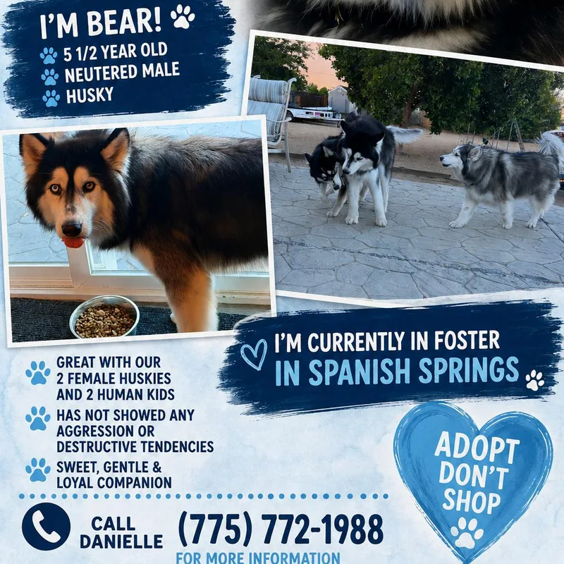 An adult small-sized male Siberian Husky dog named Bear for adoption in Stagecoach, NV
