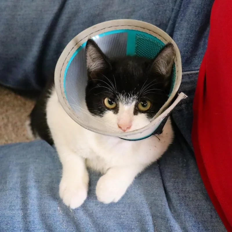 A baby small-sized female Domestic Short Hair cat named Shyla for adoption in Sarasota, FL