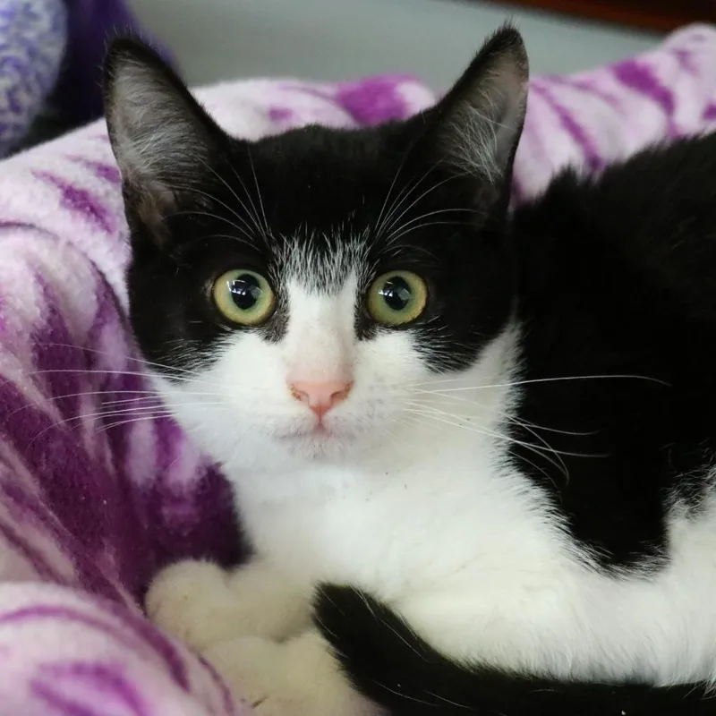 Shyla thumbnail 2