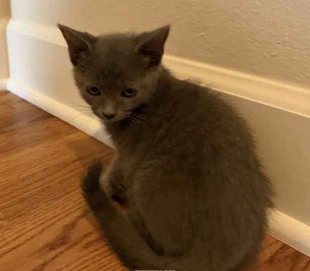 A baby small-sized female Domestic Short Hair cat named Chromium for adoption in Colorado Springs, CO