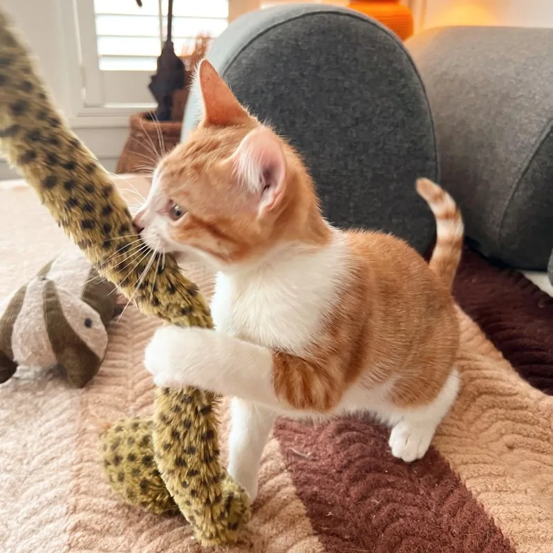 Bumblebee thumbnail 3