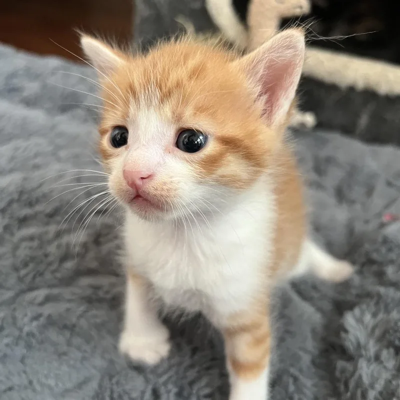 Bumblebee thumbnail 4