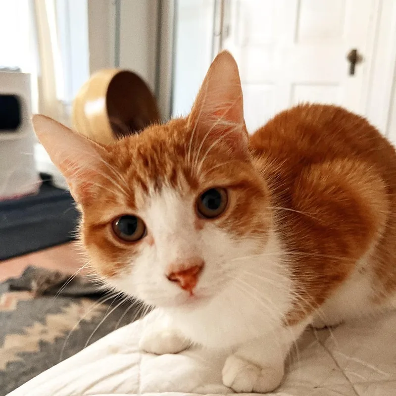 Bumblebee thumbnail 5