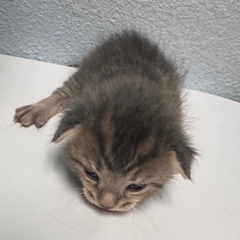 A baby small-sized male Gray / Blue / Silver Domestic Short Hair cat named Willie for adoption in Riverside, CA