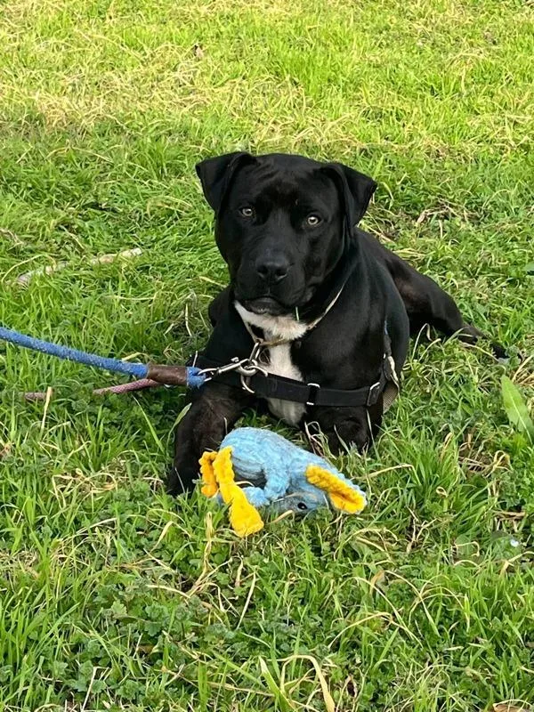 Muppet Baby thumbnail 4