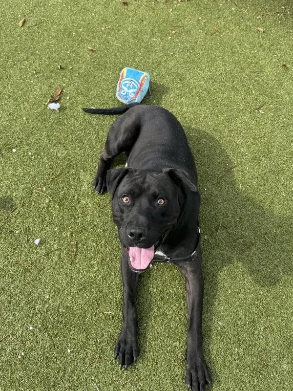 Muppet Baby thumbnail 5