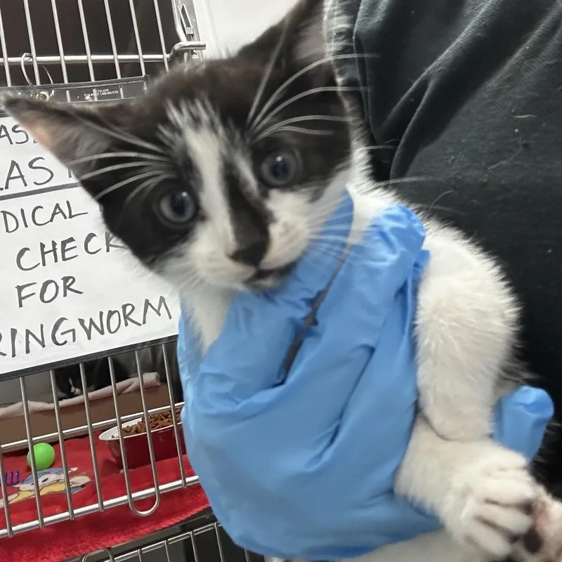 A baby small-sized male Black Domestic Short Hair cat named Louis for adoption in Newark, NJ
