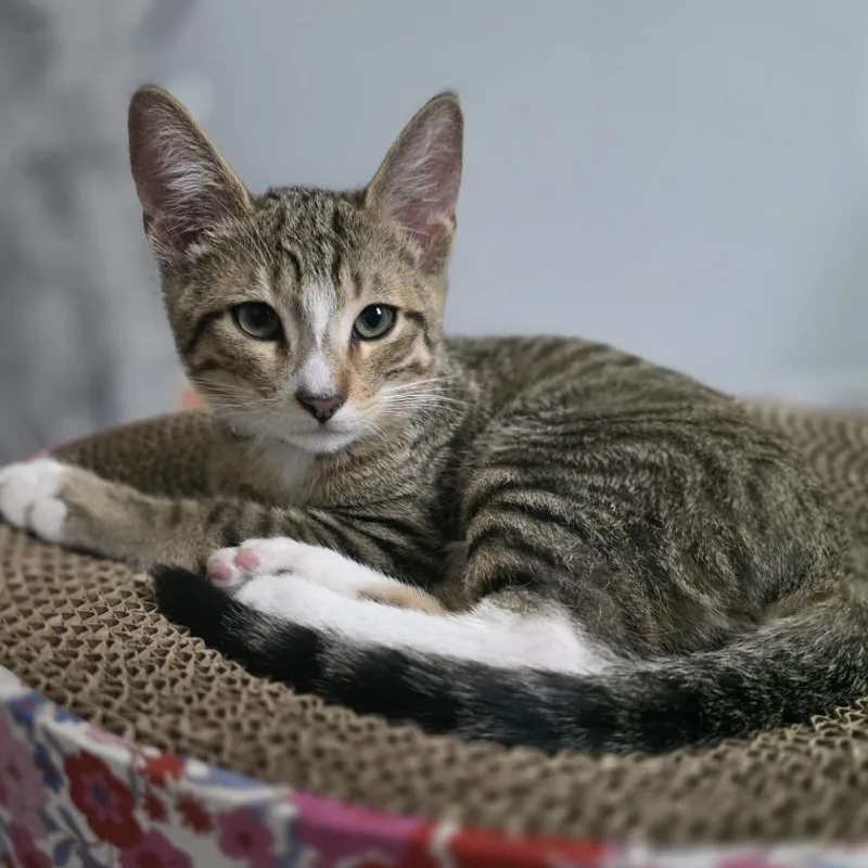 A baby small-sized male Brown / Chocolate Domestic Short Hair cat named Sprout for adoption in Los Angeles, CA