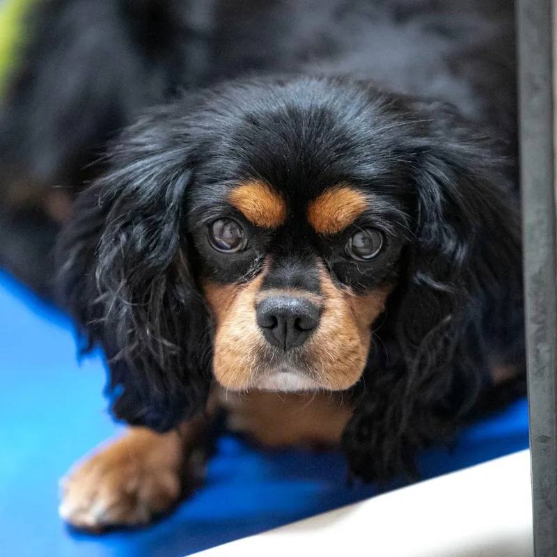 An adult small-sized female Black Cavalier King Charles Spaniel dog named Valentina for adoption in Peyton, CO
