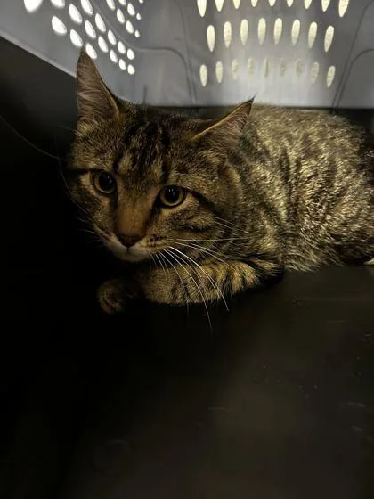 An adult small-sized male Domestic Short Hair cat named Oswald for adoption in Spruce Pine, NC