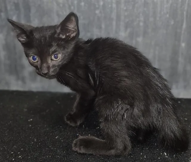 A baby small-sized male Domestic Short Hair cat named Remmy for adoption in San Antonio, TX