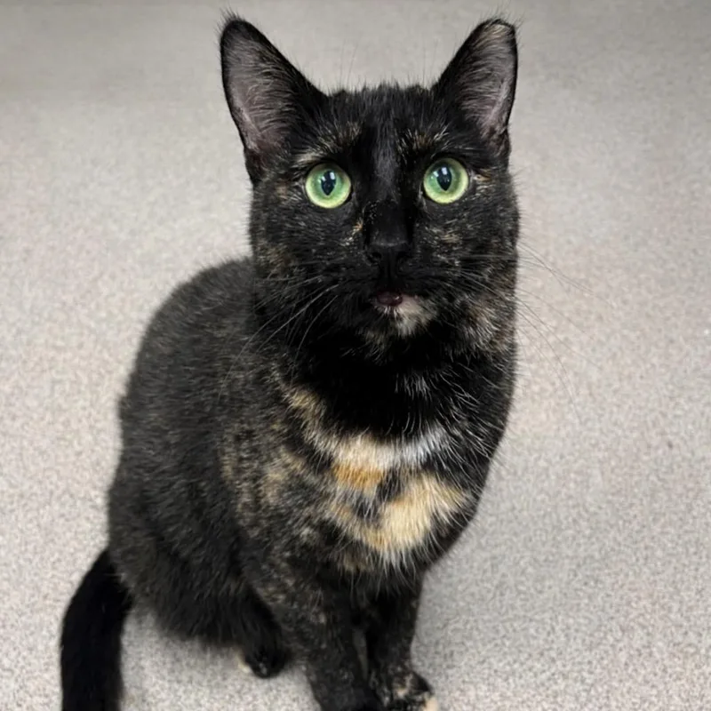 An adult small-sized female Domestic Short Hair cat named Katniss for adoption in Arlington Heights, IL