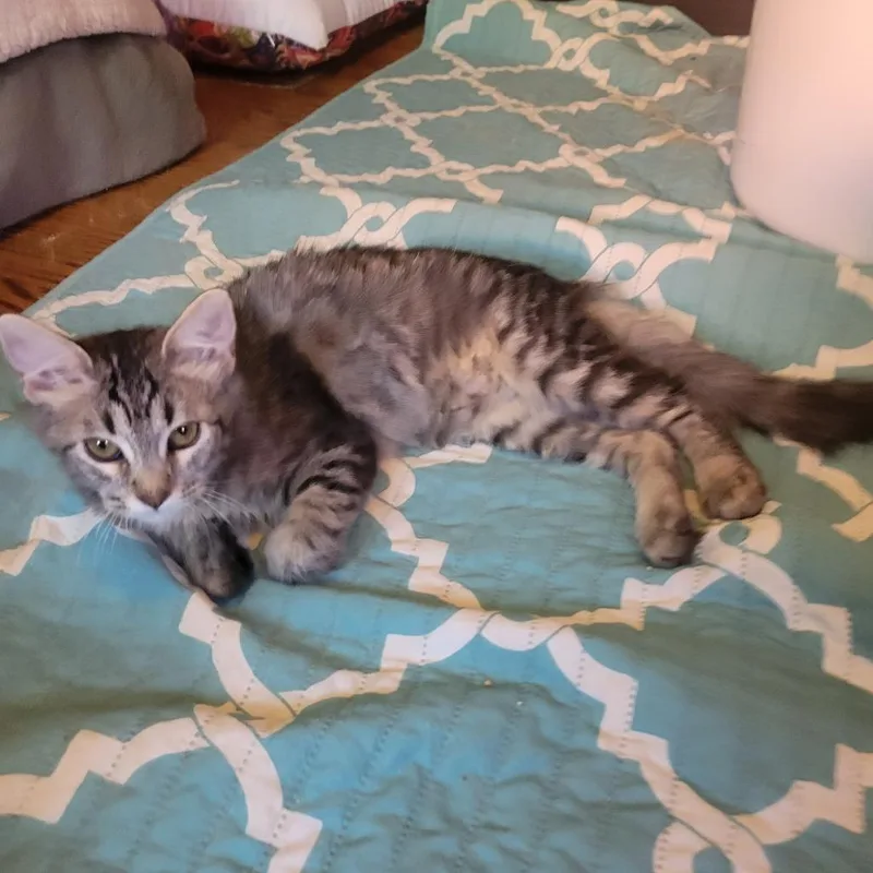 A baby small-sized female Brown / Chocolate Domestic Medium Hair cat named Purrinces for adoption in Los Angeles, CA