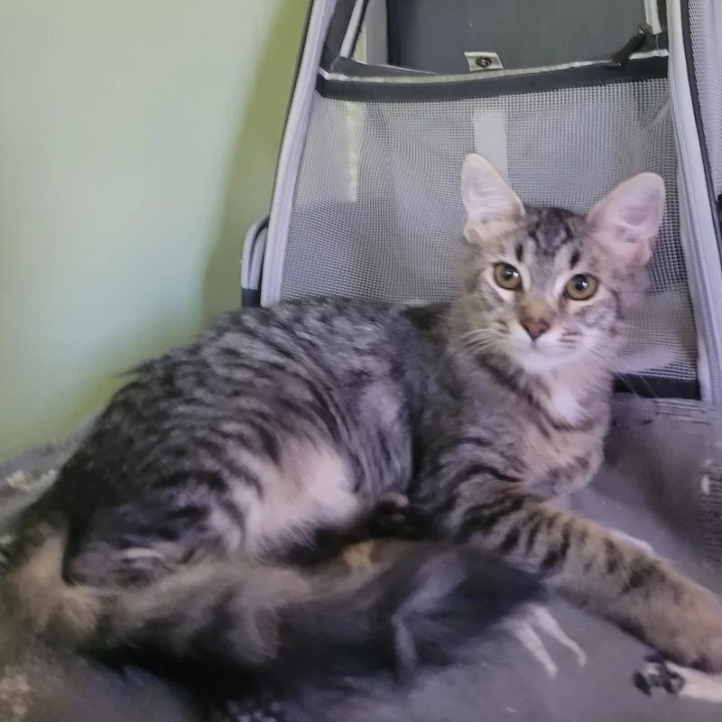 Purrinces thumbnail 2