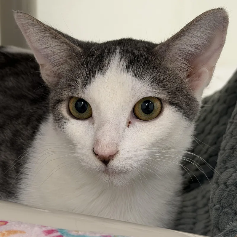 A young medium-sized male Domestic Short Hair cat named Lemon Head for adoption in Mount Pleasant, MI