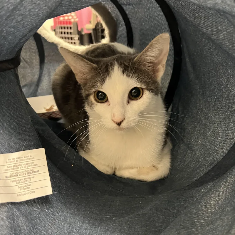 Lemon Head thumbnail 2