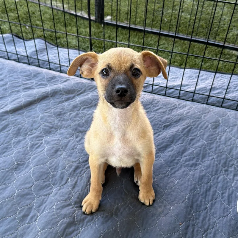 A baby small-sized male Chug dog named New Amsterdam for adoption in San Diego, CA