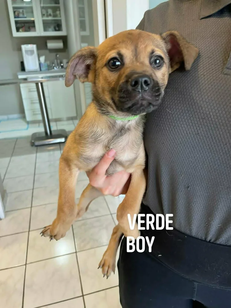 A baby medium-sized male Bicolor Labrador Retriever dog named Verde for adoption in Huntington, NY
