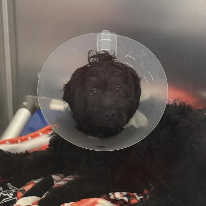 A baby small-sized male Black Mixed Breed dog named Fiery Skipper for adoption in Mentor, OH