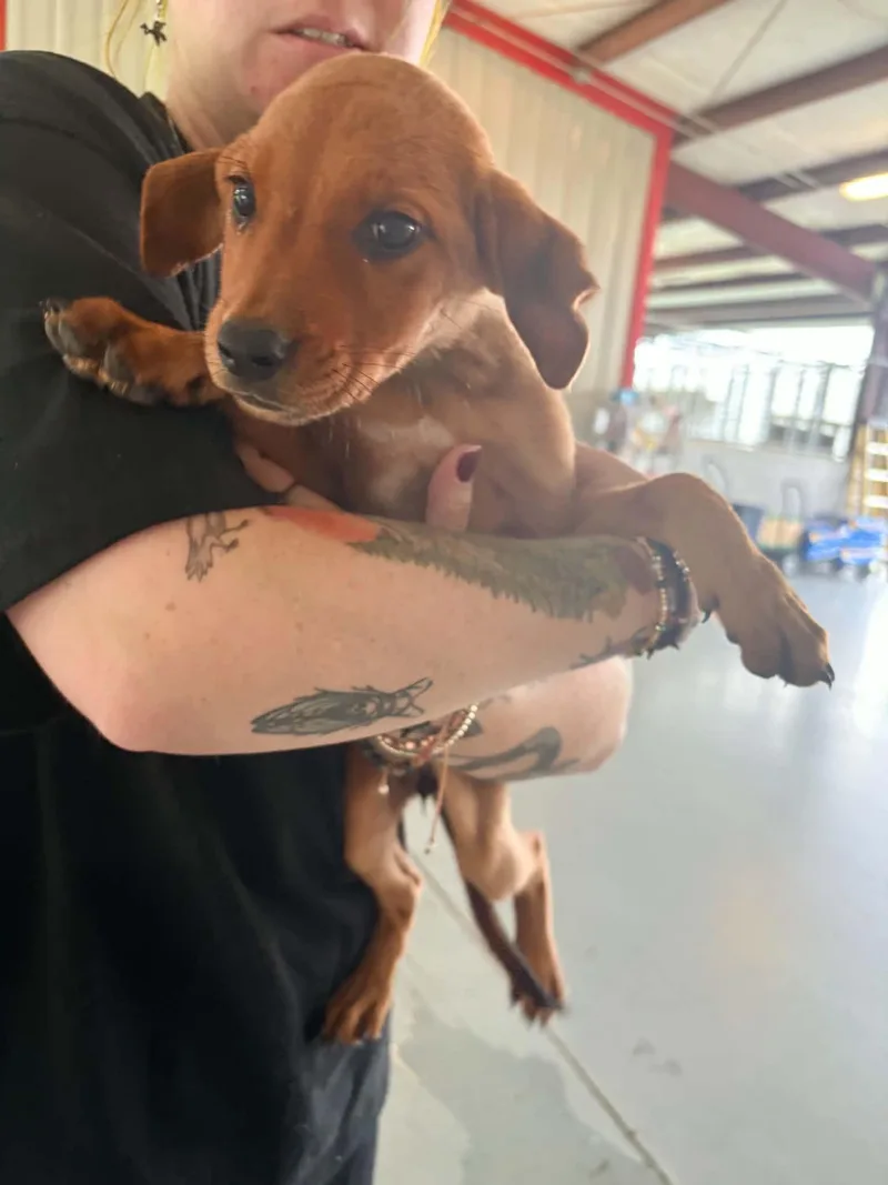 A baby medium-sized female Hound dog named Pocket for adoption in Bishopville, SC