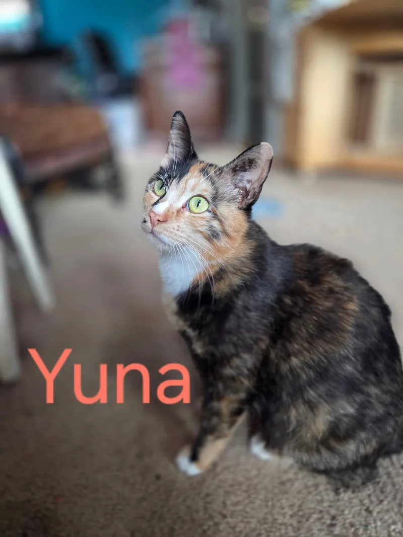 A young medium-sized female Calico Domestic Short Hair cat named Yuna for adoption in Omaha, NE