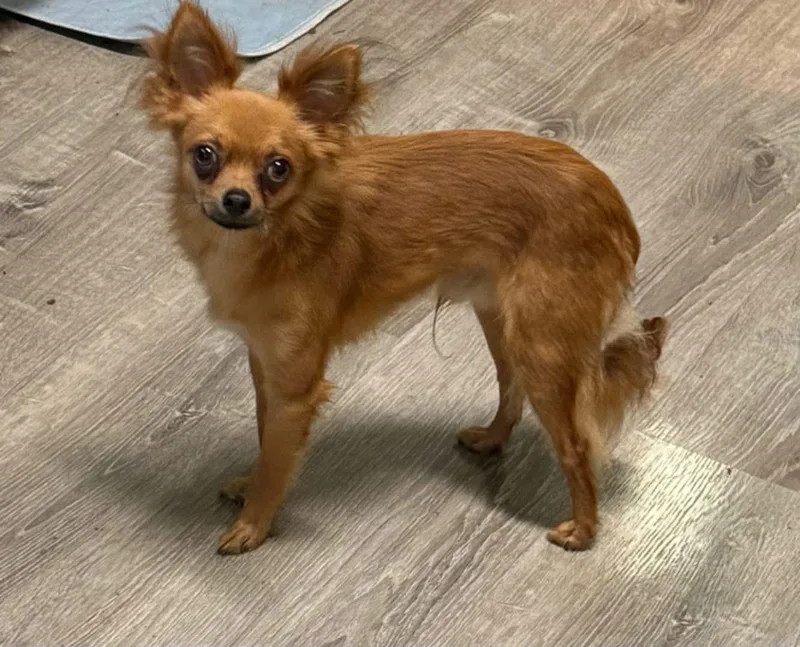 An adult small-sized male Chihuahua dog named Max for adoption in Matthews, NC