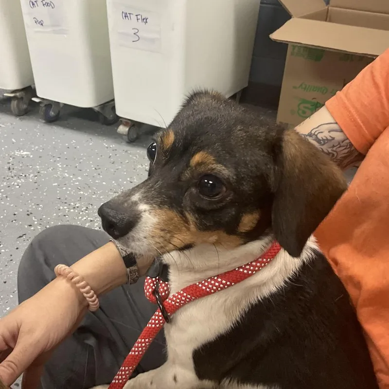 An adult small-sized female Black Mixed Breed dog named Rosemary for adoption in St Joseph, MO