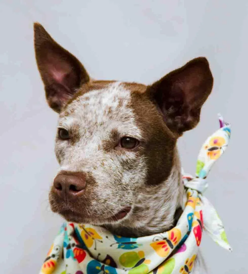 A baby medium-sized female White / Cream Australian Cattle Dog / Blue Heeler dog named Lucy for adoption in Sanford, FL