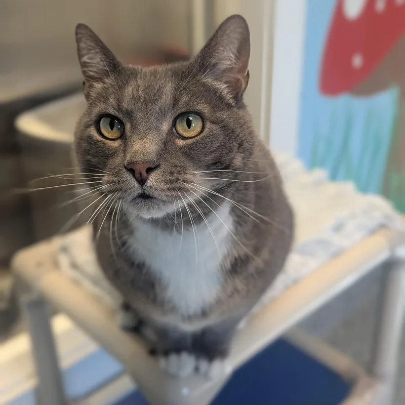 An adult large-sized male Gray / Blue / Silver Domestic Short Hair cat named Freddy for adoption in Hendersonville, NC