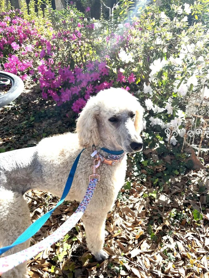 Willow The Standard Poodle thumbnail 3