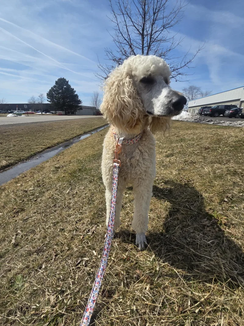 Willow The Standard Poodle