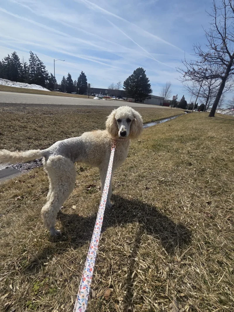 Willow The Standard Poodle thumbnail 6
