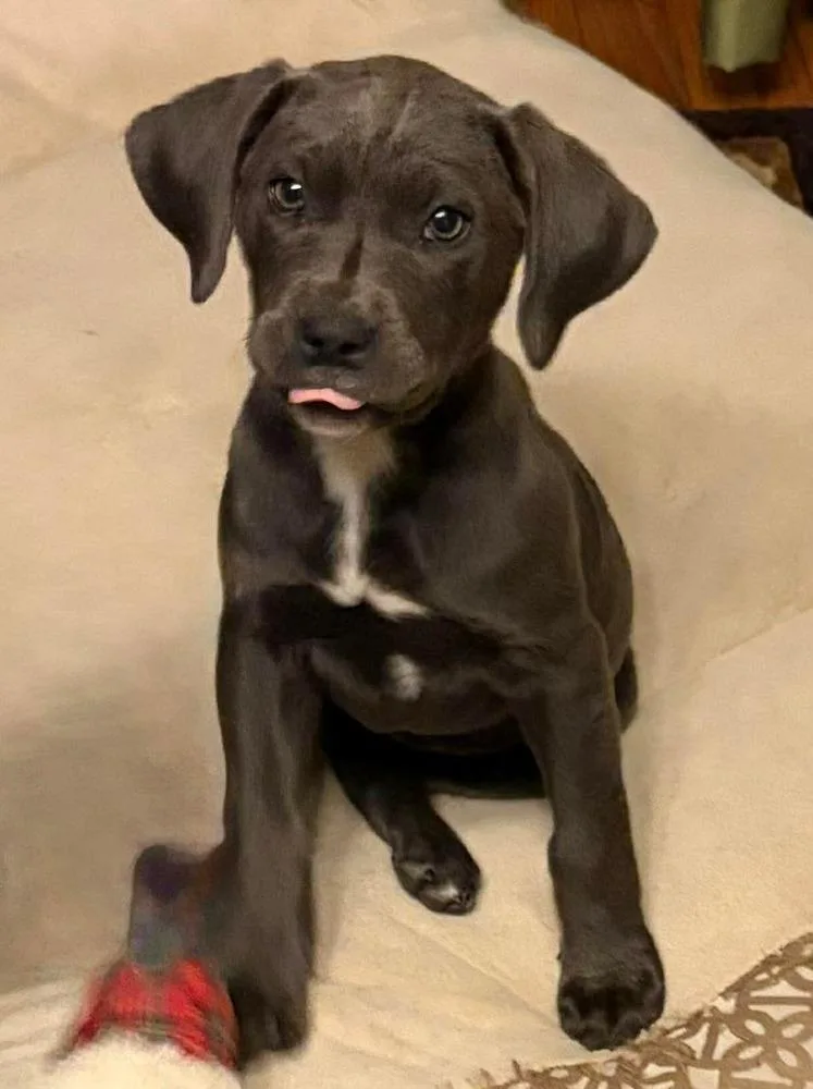 A baby medium-sized female Gray / Blue / Silver Pit Bull Terrier dog named Petunia for adoption in Shawnee, OK