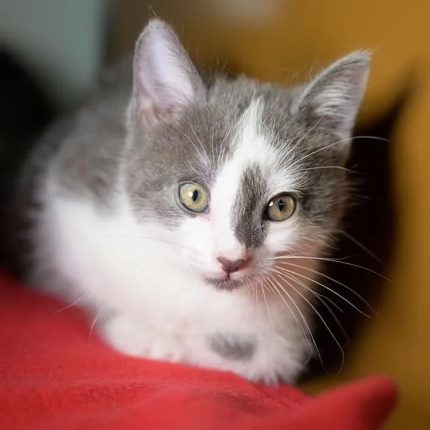 A baby small-sized male White Domestic Short Hair cat named Matt for adoption in Point Richmond, CA