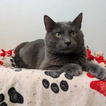 A young medium-sized male Gray / Blue / Silver Domestic Short Hair cat named Mist for adoption in Rochester, MN