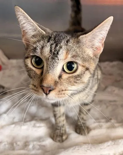 An adult small-sized female Domestic Short Hair cat named Fruit Basket for adoption in New Albany, IN
