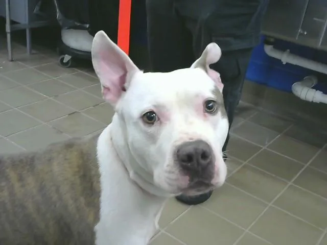 A young medium-sized male Pit Bull Terrier dog named Apollo for adoption in Albuquerque, NM