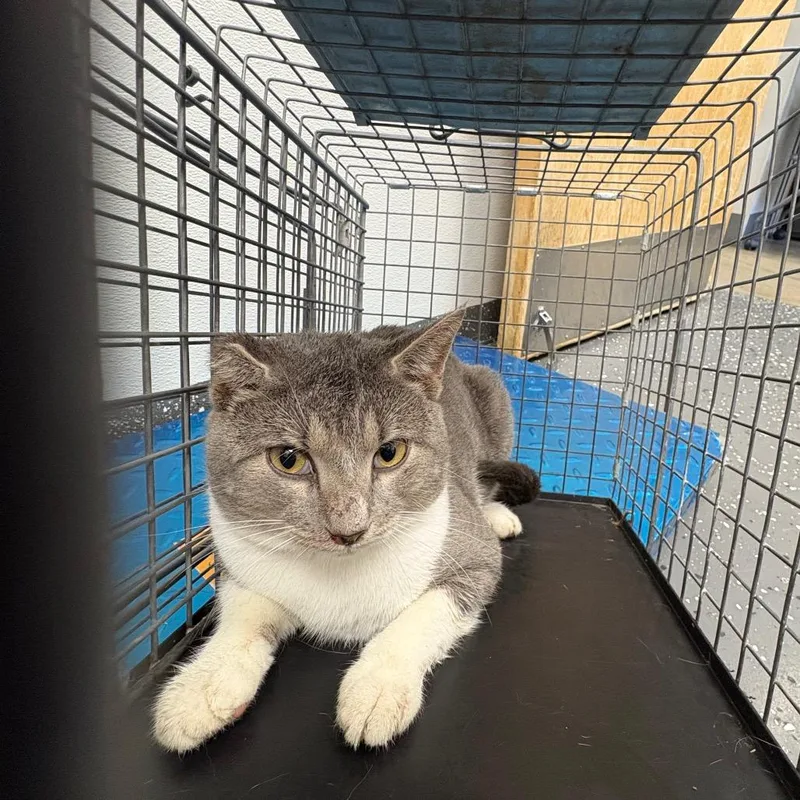 An adult medium-sized male Domestic Short Hair cat named Fractious Crunch wrap for adoption in Columbiana, AL