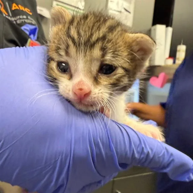 A baby small-sized male Domestic Short Hair cat named Kc for adoption in Ontario, CA